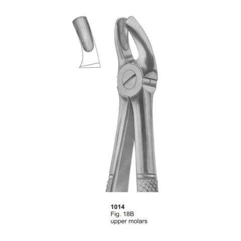 Upper Molars