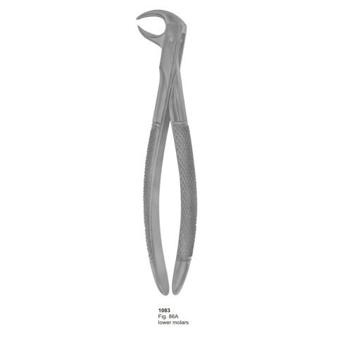 Lower Molars