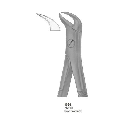 Lower Molars