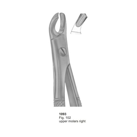 Upper Molars Right