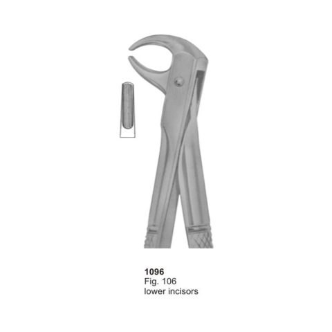 Lower Incisors