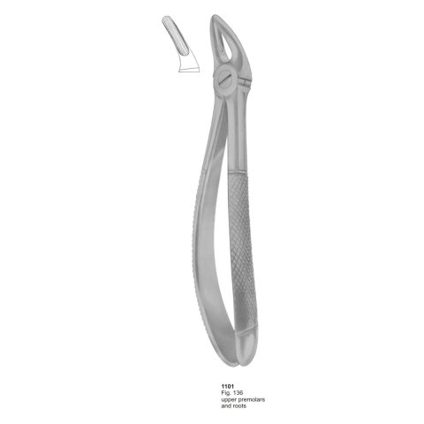 Upper Premolars and Roots