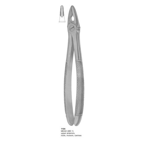 Upper Anteriors, Roots, Incisors, Canines